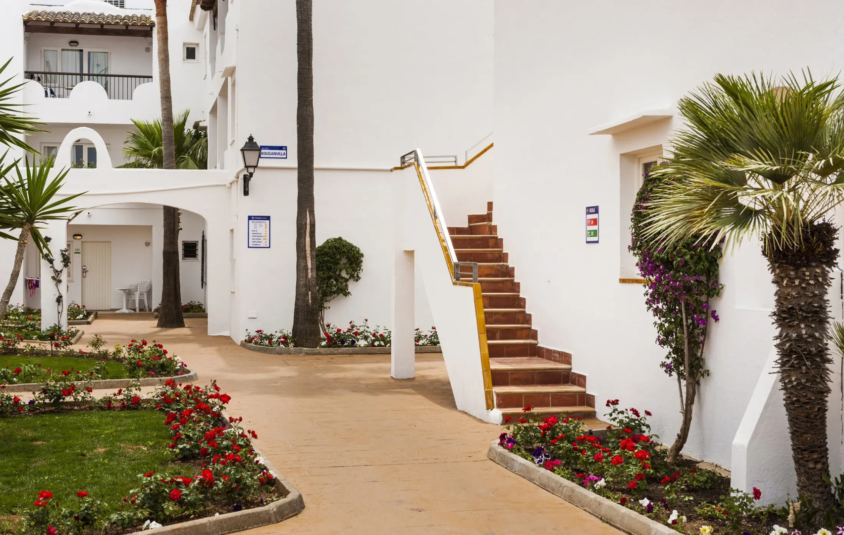 Foto - Globales Bouganvilla