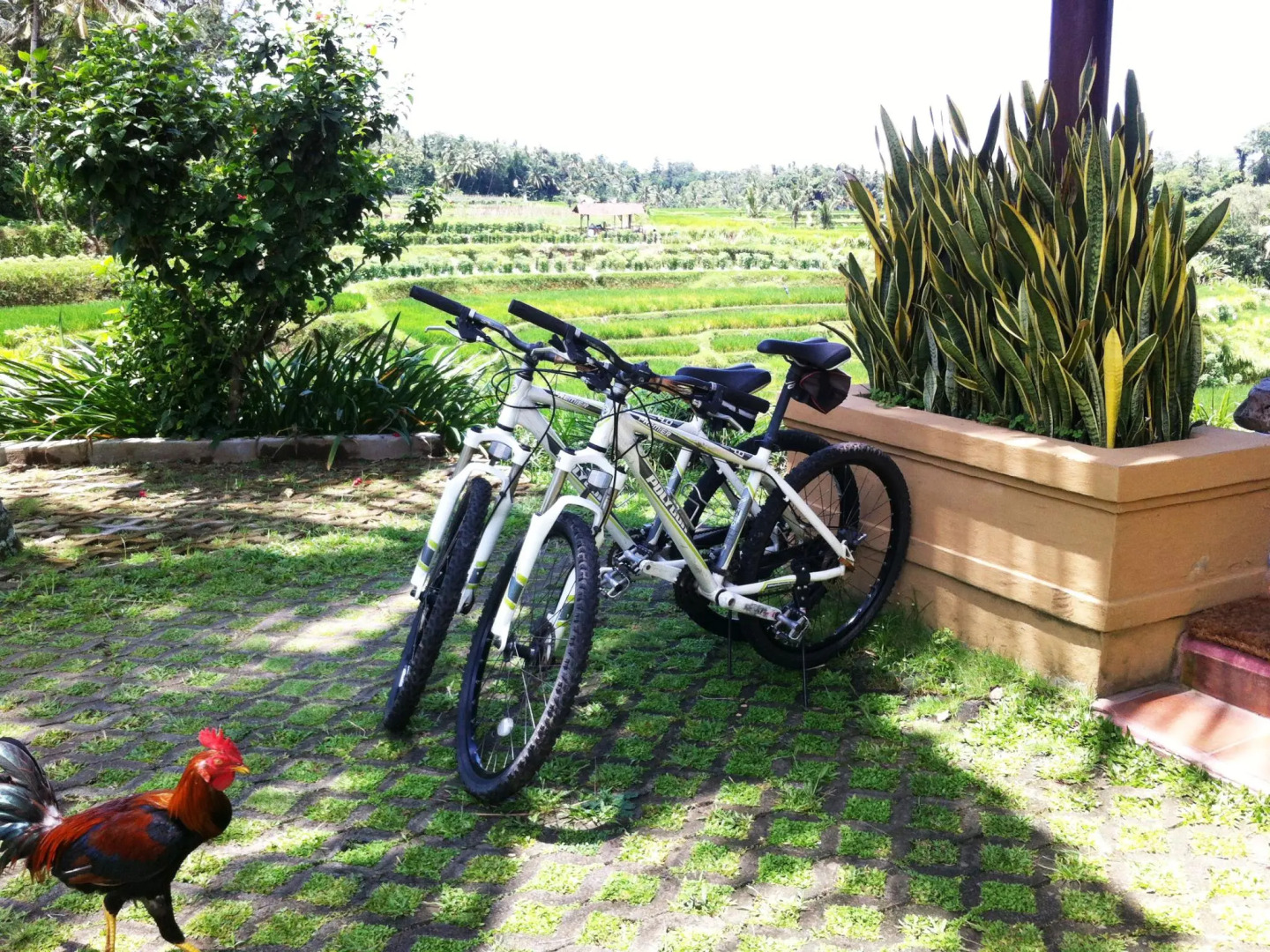 Foto - Villa Semana Resort Ubud