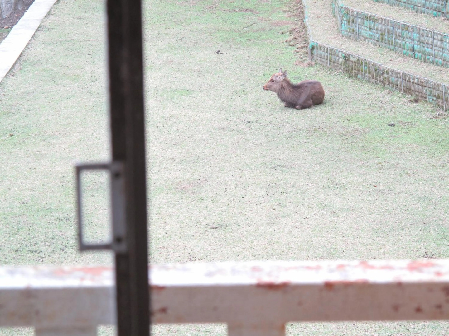 Foto - The Deer Park Inn