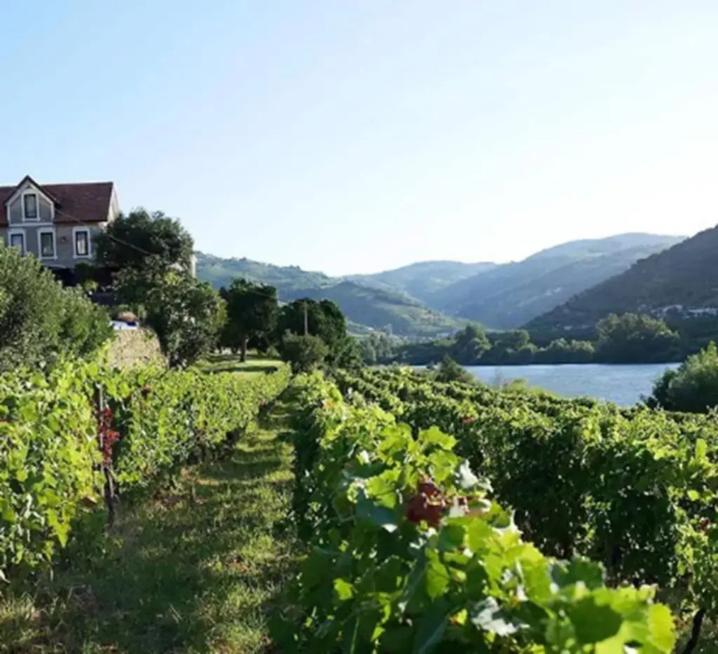 Photo - Quinta de S.Bernardo - Winery & Farmhouse