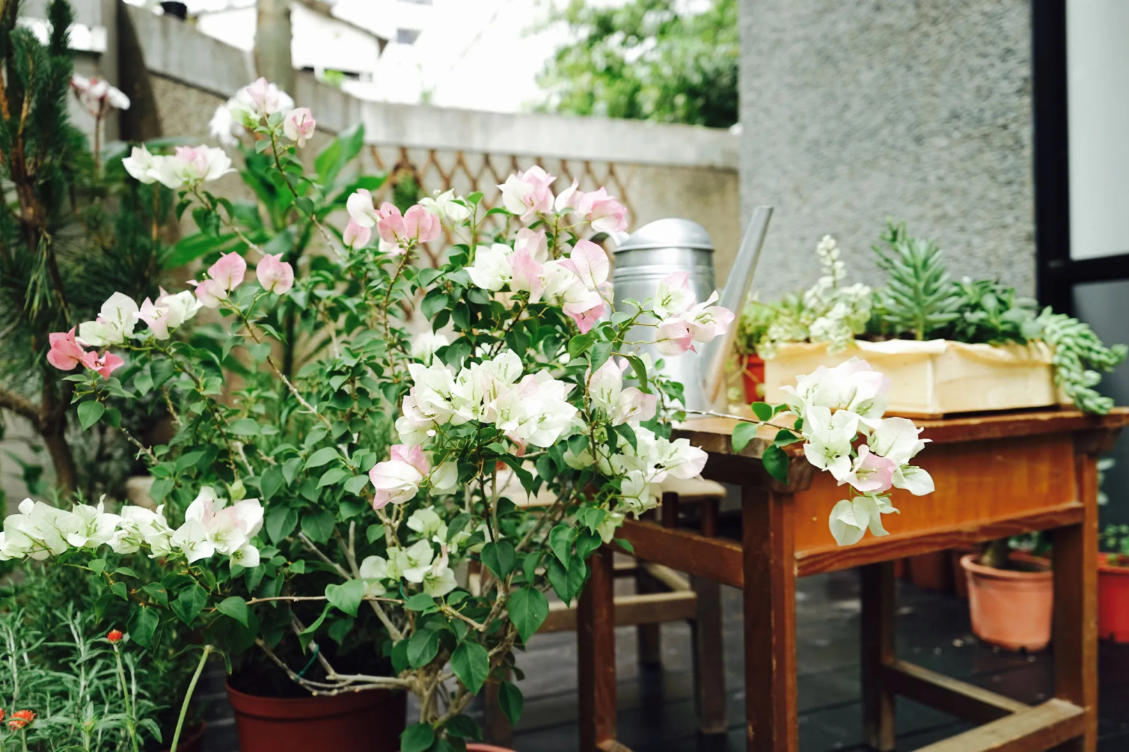 Foto - Nihao Cafe Hotel