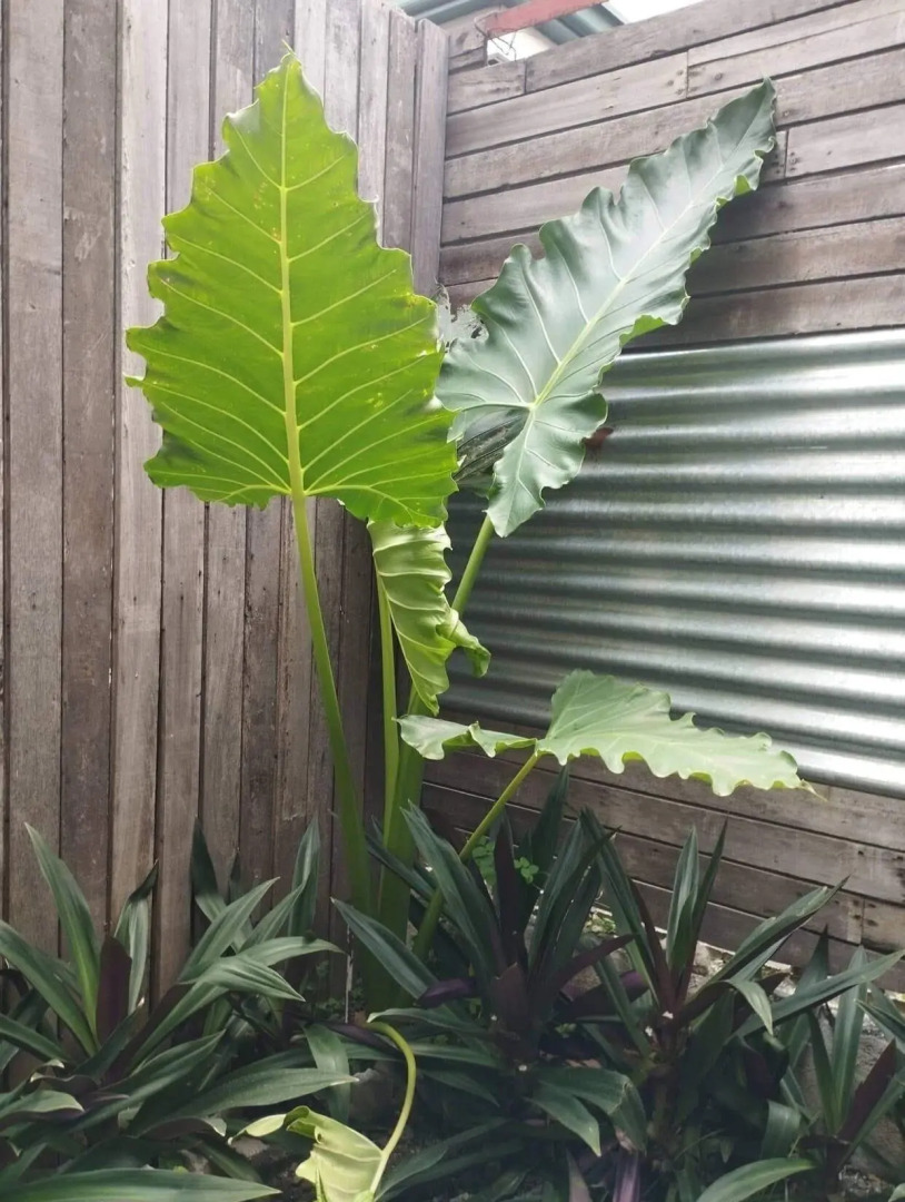 Foto - The Hub District Garden Suites