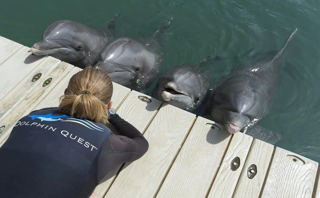 Foto - The Kahala Hotel and Resort