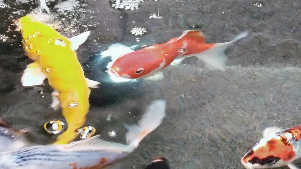 Foto - Wharney Hotel