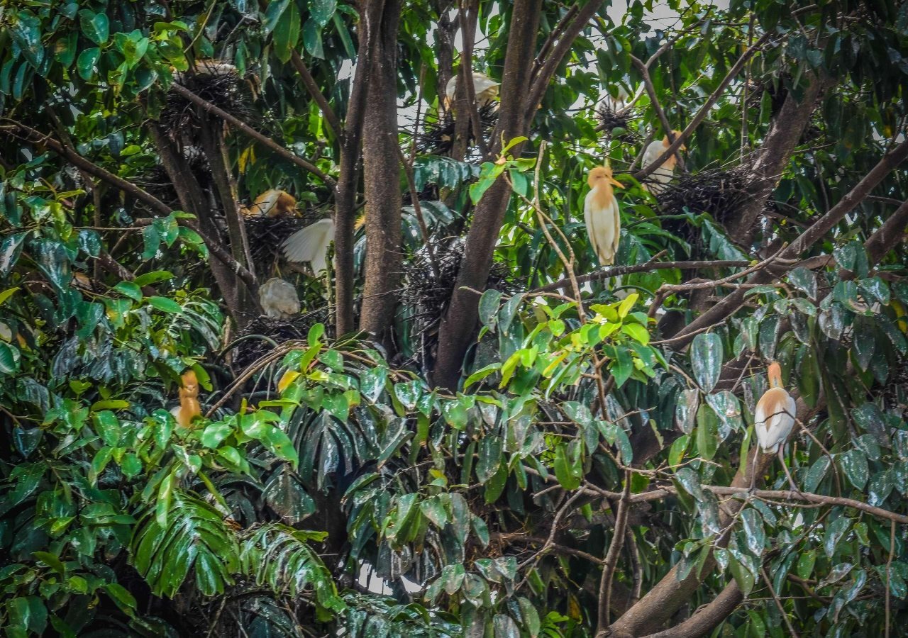 Foto - Villa JJ and Spa Ubud