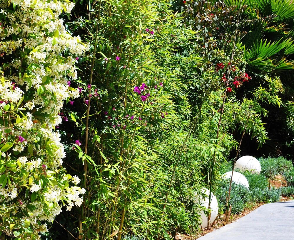 Foto - Apartaments B-Llobet Sun & Confort