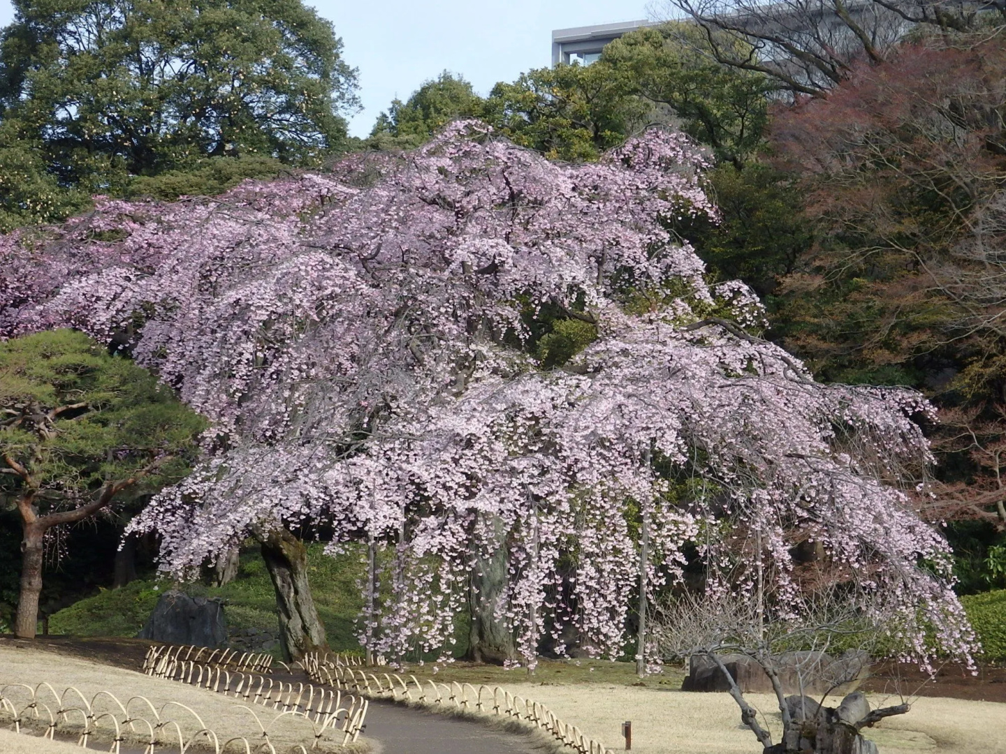 Photo - Koraku Garden Hotel