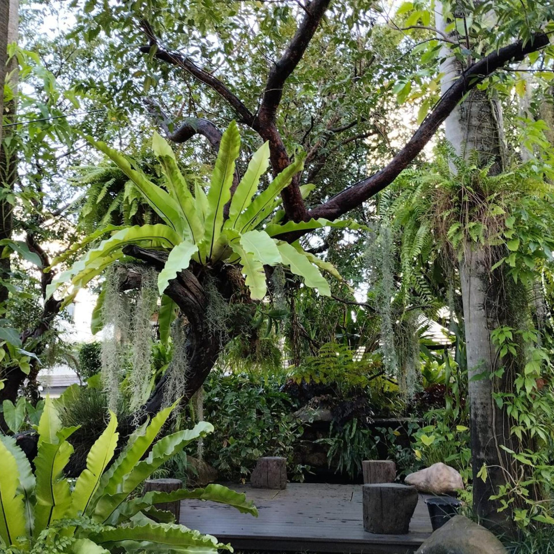Foto - Sareeviengping Hotel Chiangmai
