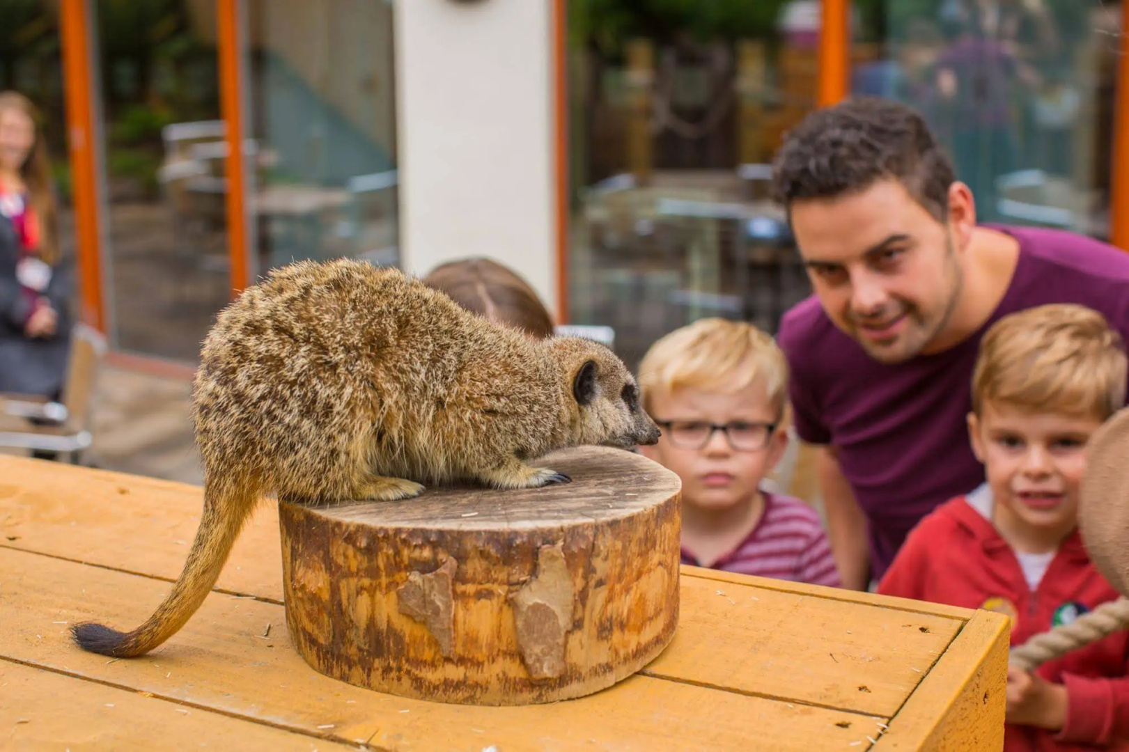 Photo - Chessington Resort Hotel