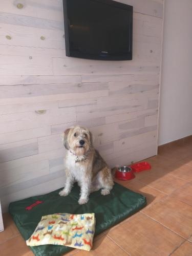 Photo - Apartaments B-Llobet Sun & Confort