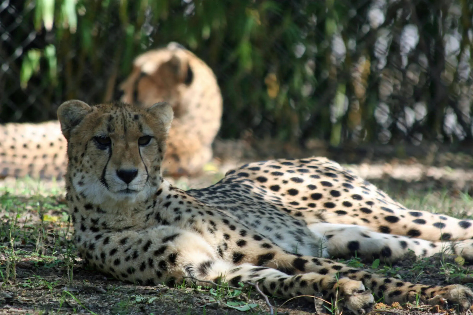 Foto - Motel 6 Dallas TX Downtown