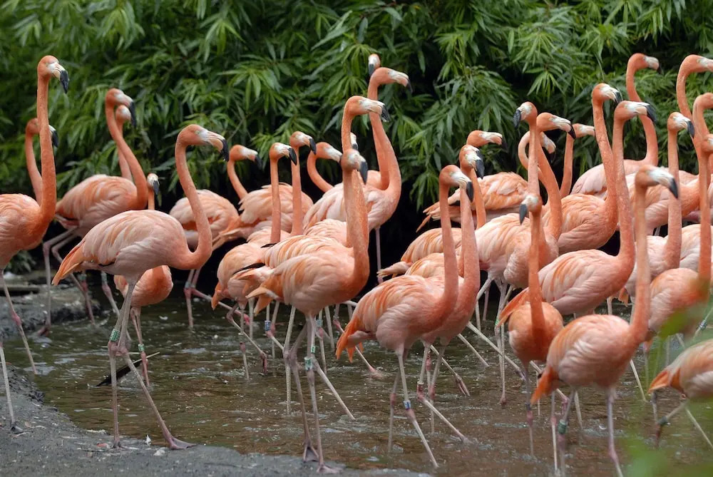 Foto - Van der Valk Hotel Avifauna