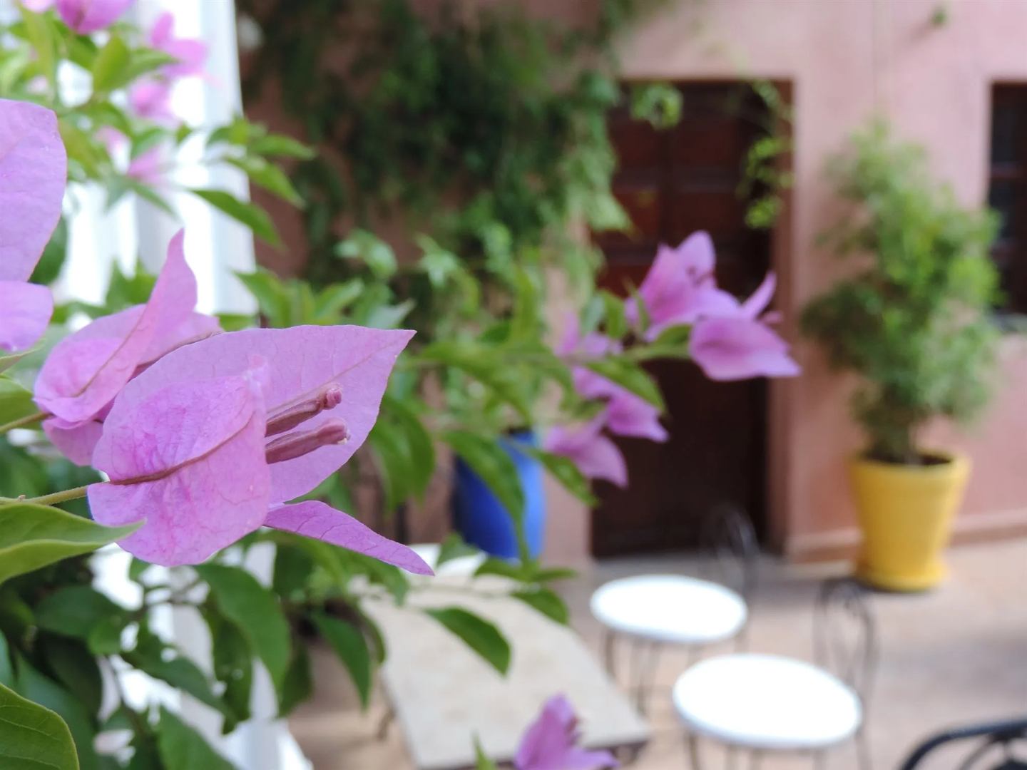 Photo - Riad Al Badia