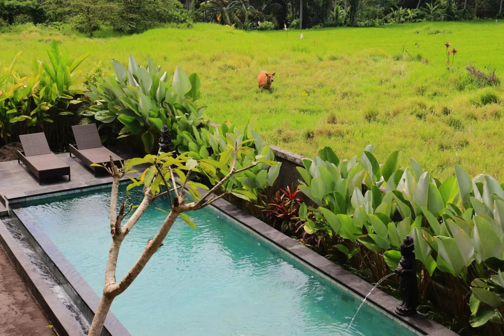 Photo - Uma Kutuh 2