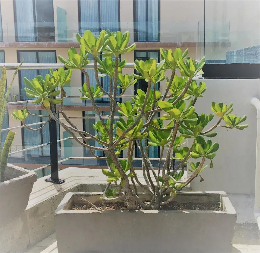 Foto - Sole Suites Apartments Playa del Carmen