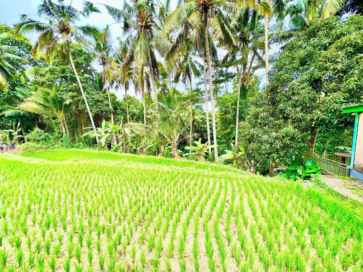Foto - Dupa Ubud