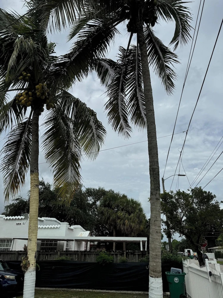 Photo - Safari Wynwood