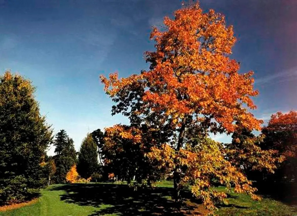 Foto - West Lodge Park