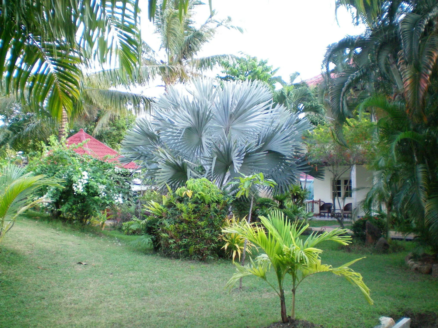Foto - Patong Palace Hotel