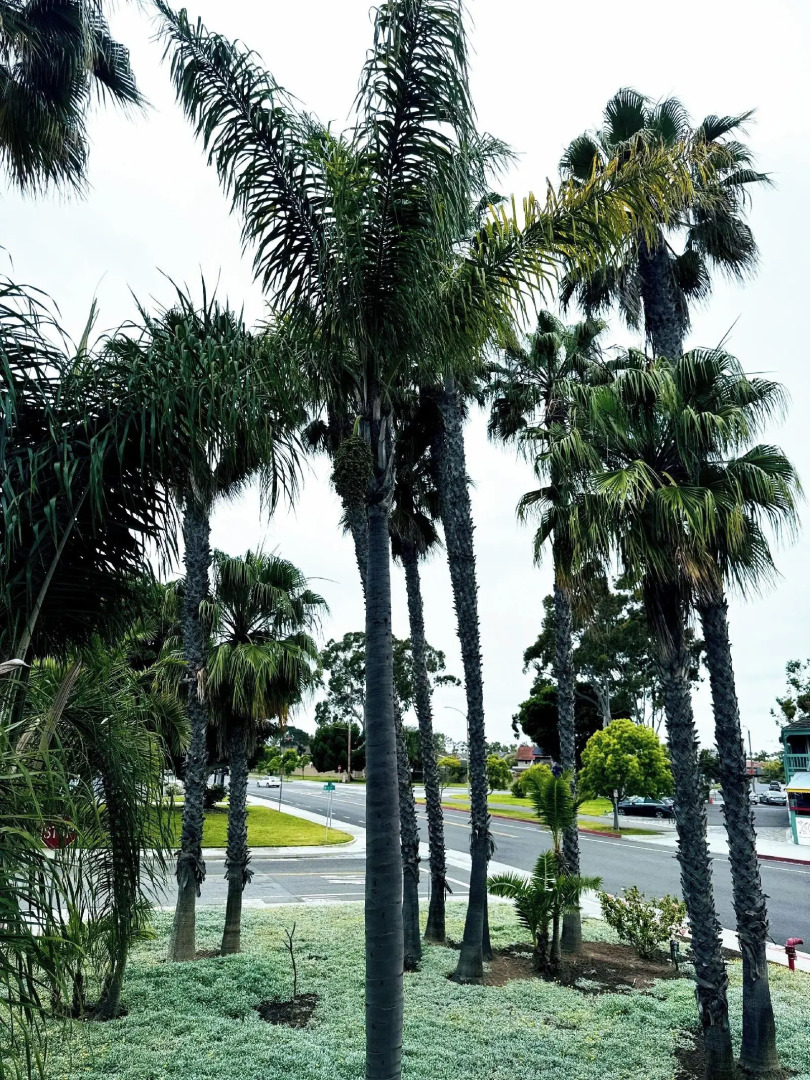 Foto - The Pacific Inn