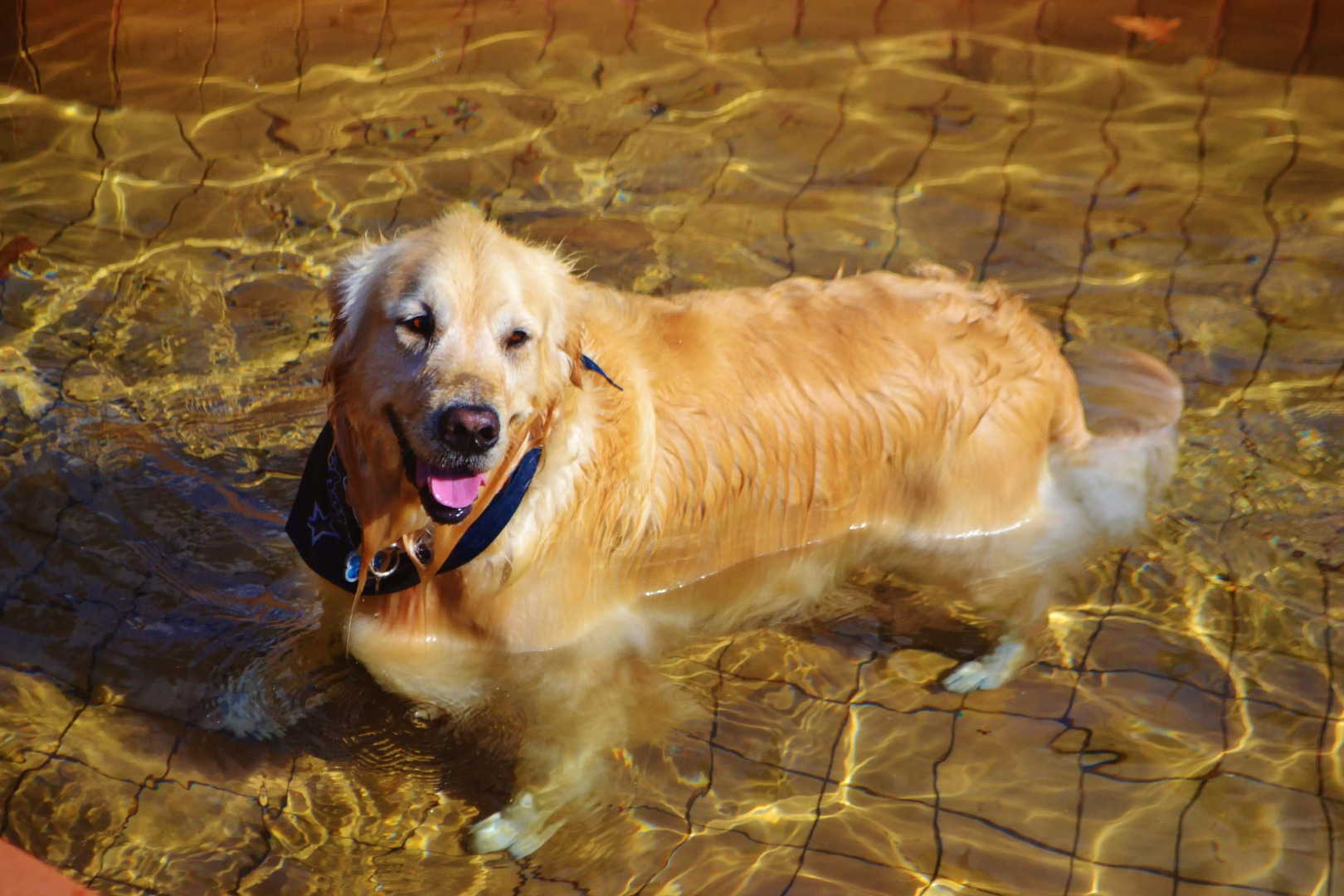 Photo - Unique Garden