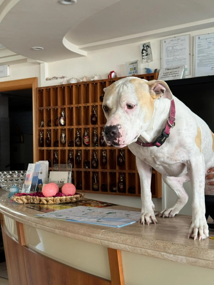 Foto - Hotel Rondinella e Viola