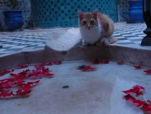 Foto - Riad Blue Berber
