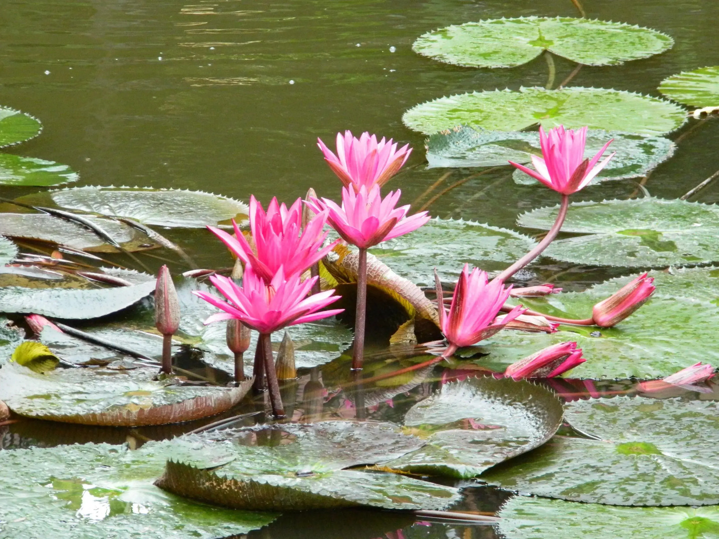 Foto - Niranapa Boutique Resort