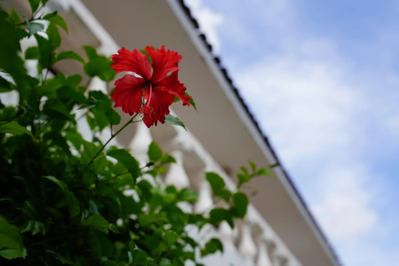 Foto - Villablanca Garden Beach Hotel