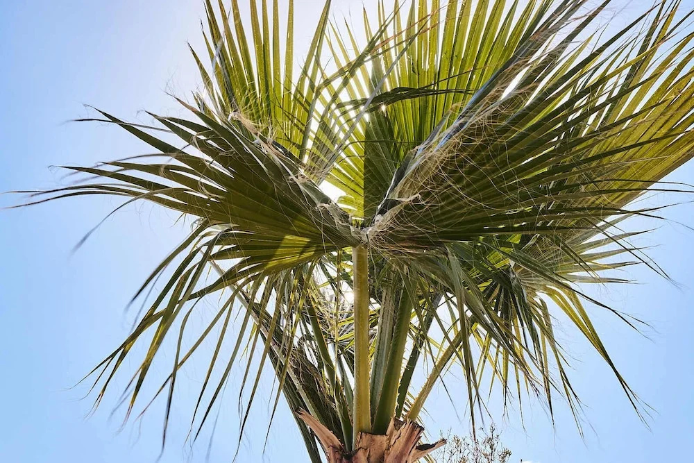 Photo - Finca las Calmas
