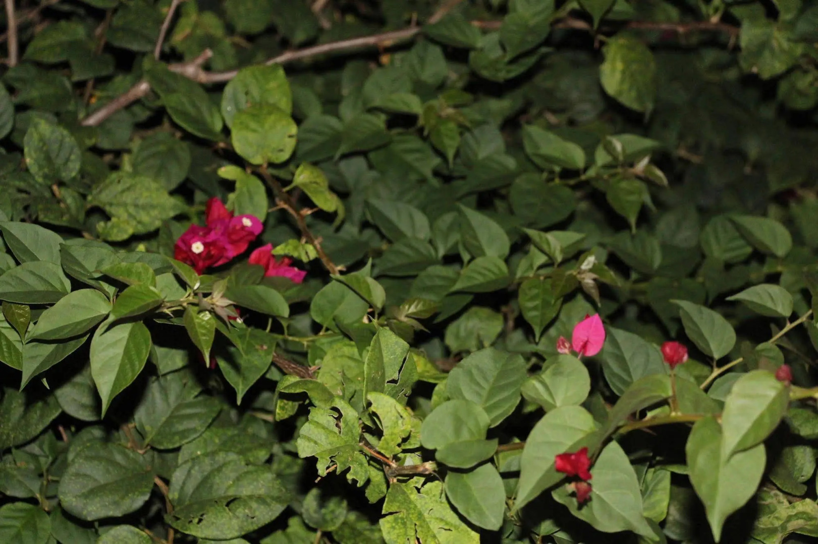 Foto - Pousada Maria Maria Búzios