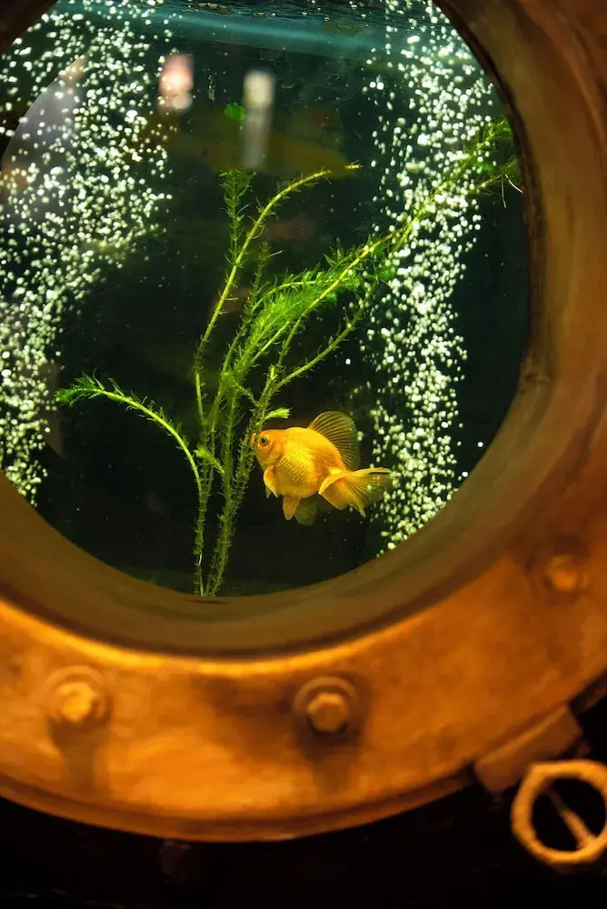 Foto - Filiberto by iPPA