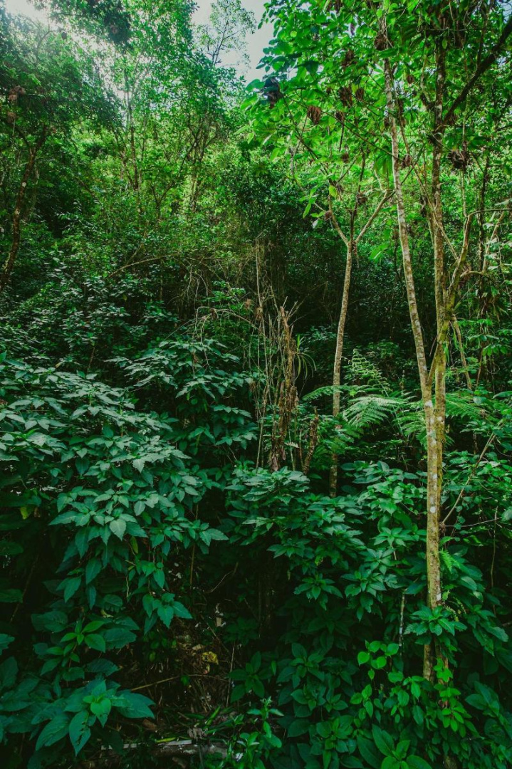 Foto - Rupa Rupa High Jungle Eco B&B
