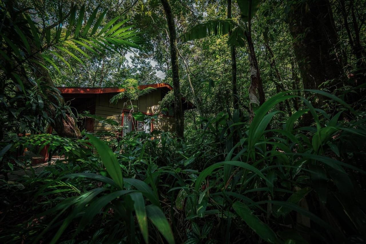 Foto - Jaguarundi Lodge