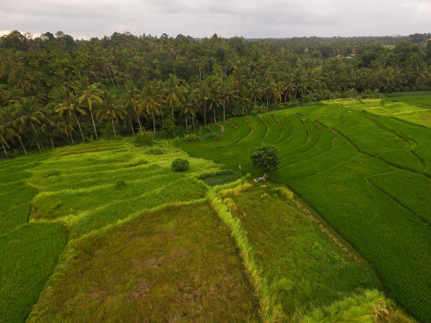 Photo - Purana Boutique Resort