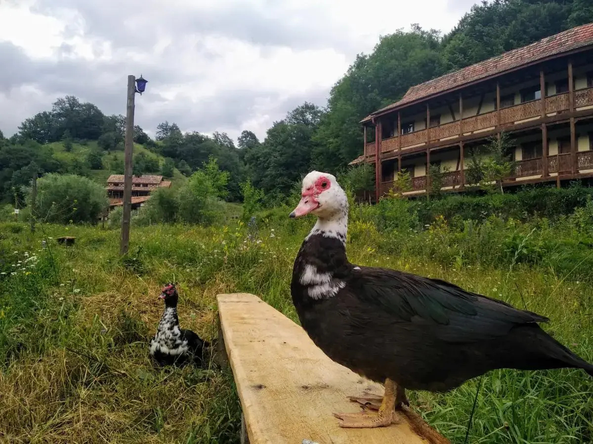 Photo - Ecokayan Dilijan Resort Hotel