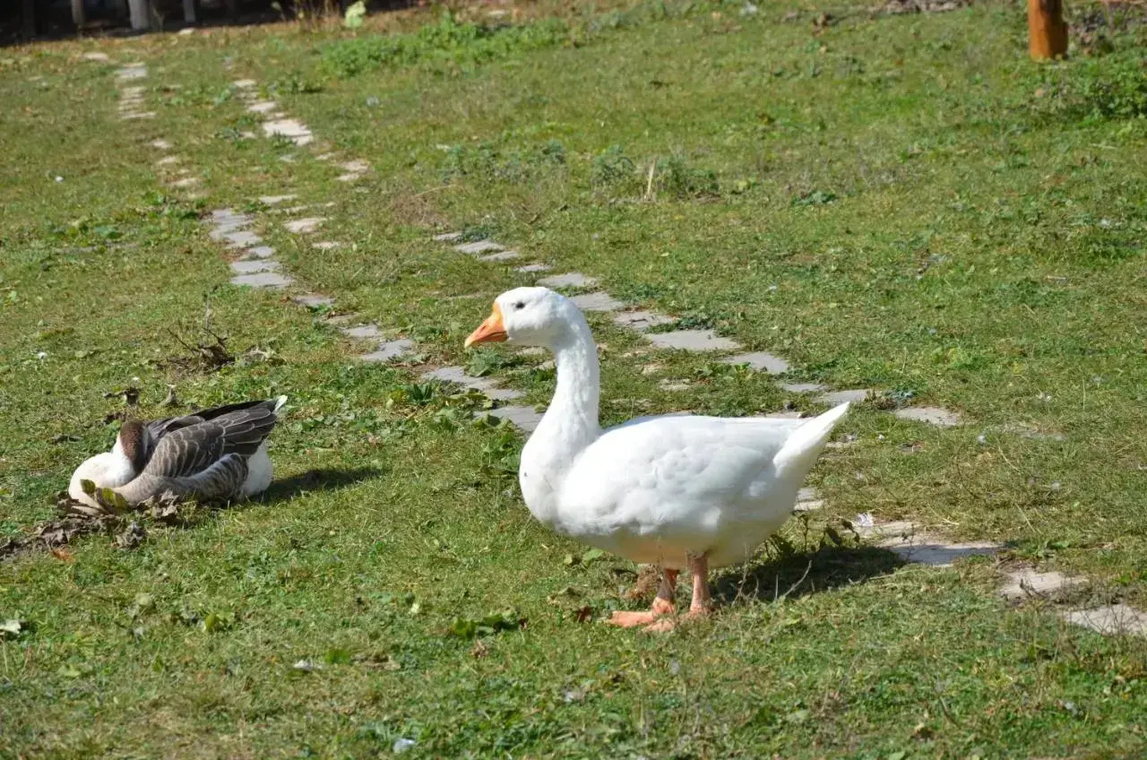 Photo - Ecokayan Dilijan Resort Hotel
