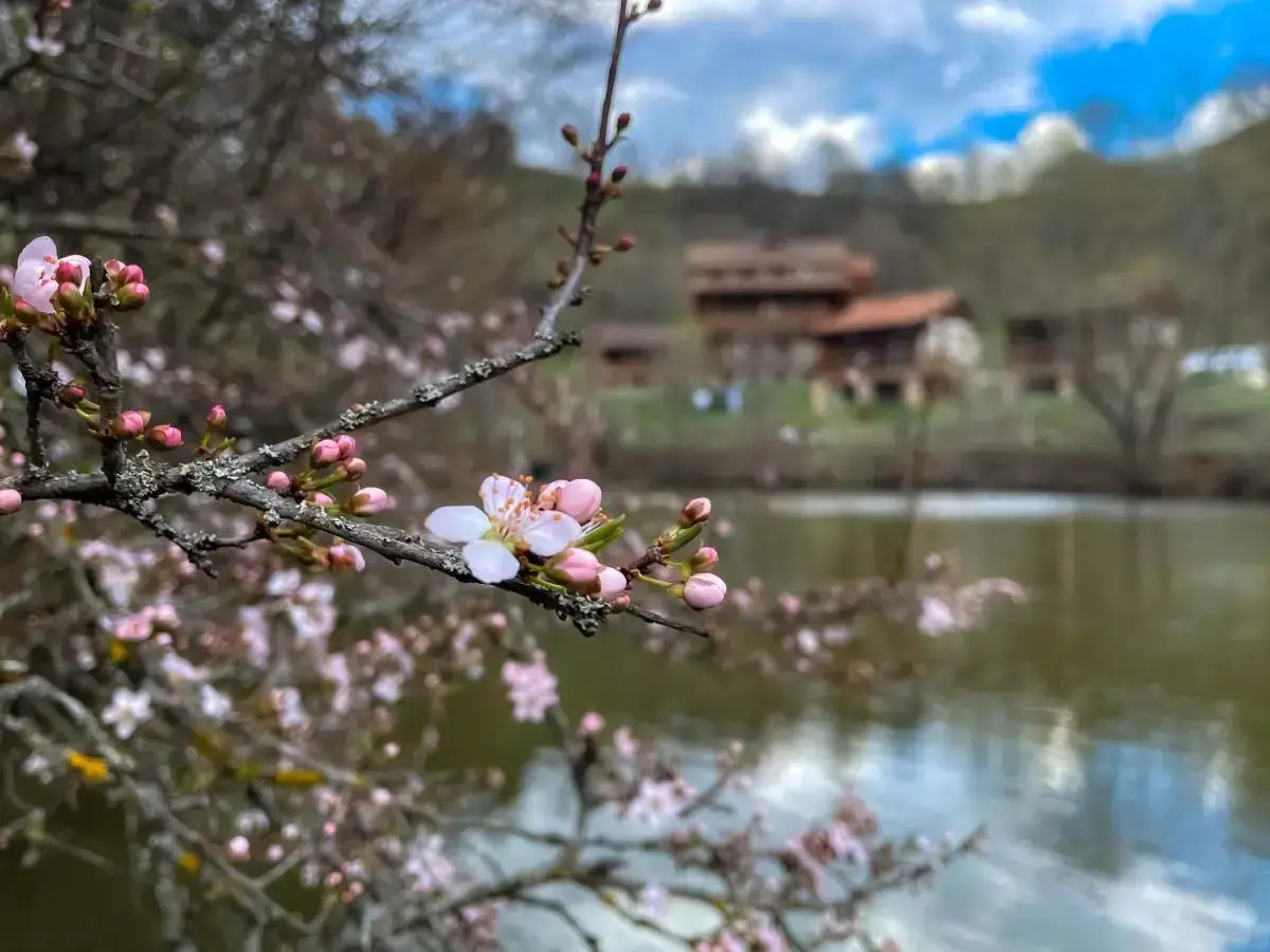 Photo - Ecokayan Dilijan Resort Hotel