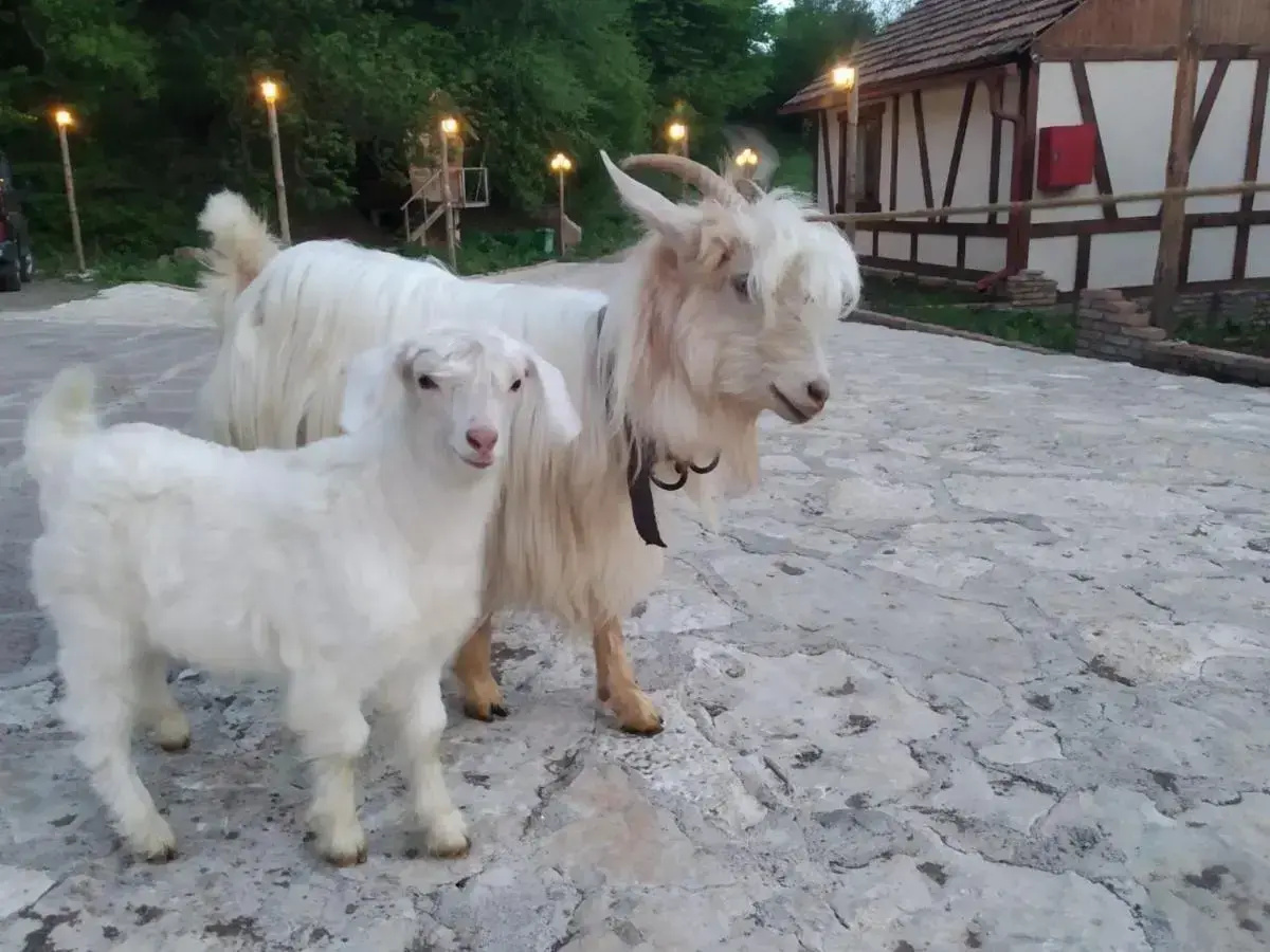 Photo - Ecokayan Dilijan Resort Hotel