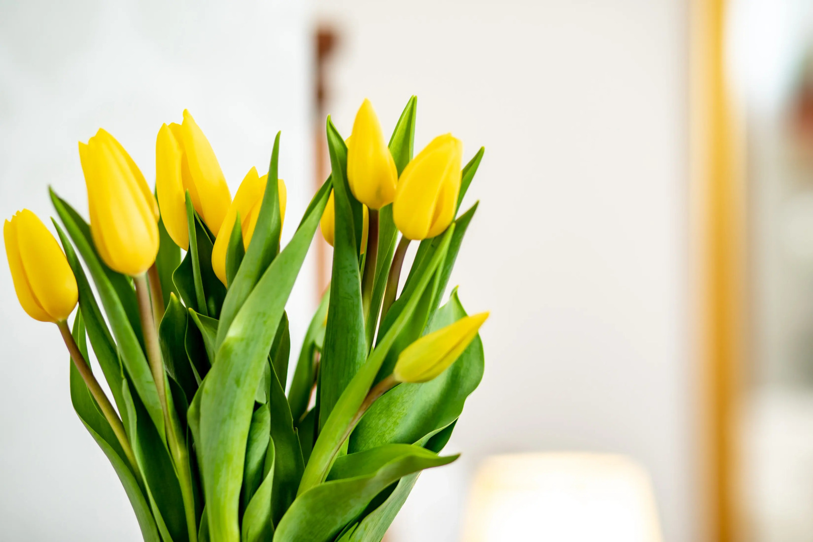 Foto - Hotel Le Premier