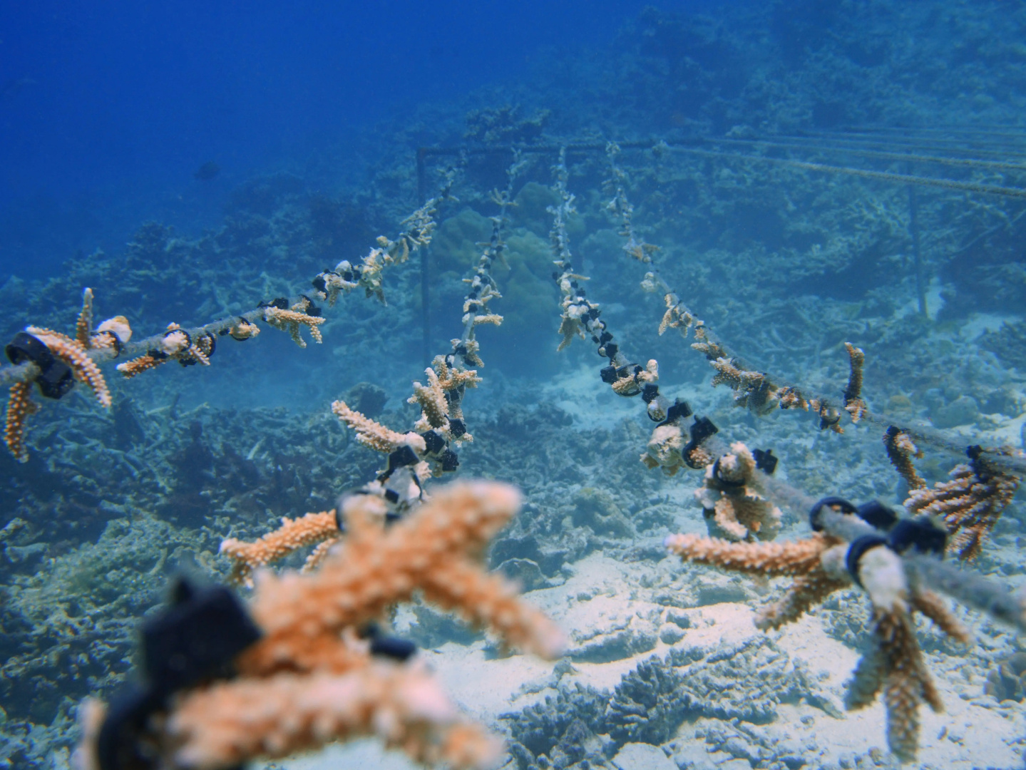 Photo - V Villas Maldives at Mirihi - MGallery Collection