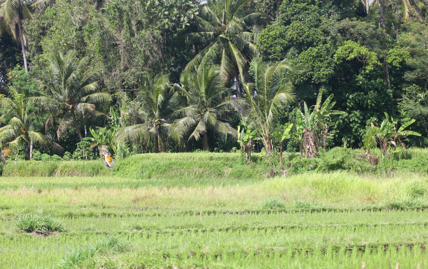 Photo - Vila Padma Bali - A Trishula Collection