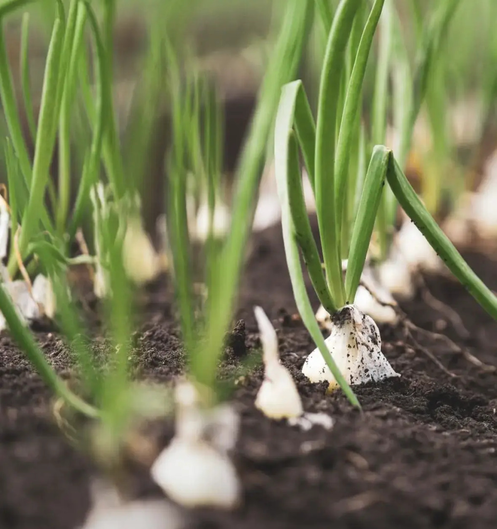 Photo - Hotel Serawa Moraira