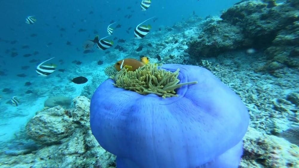 Photo - Dhangethi Inn
