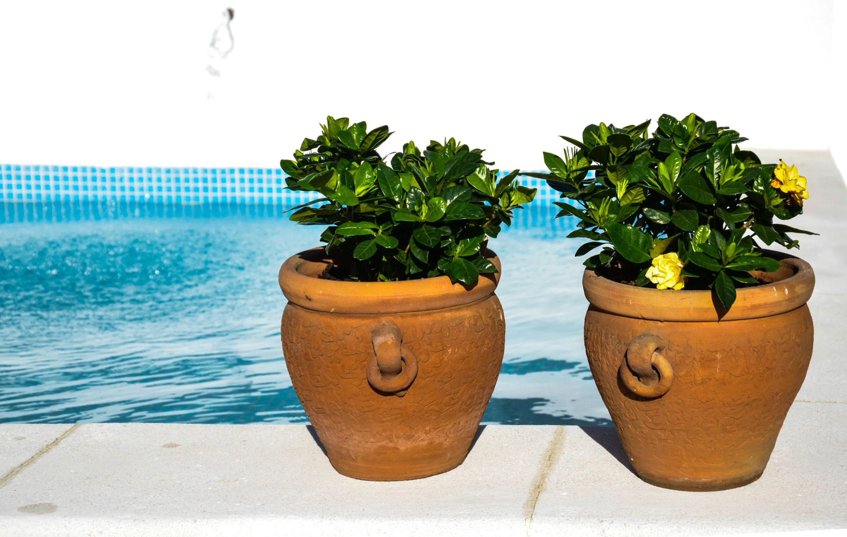 Foto - Aguilas5 SevillaSuites