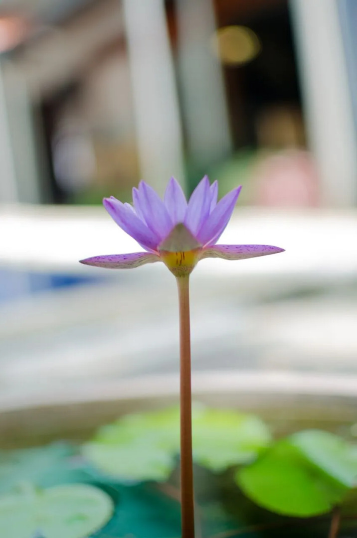 Foto - Colombo Villa