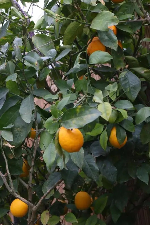 Foto - Boutique Nar Baku