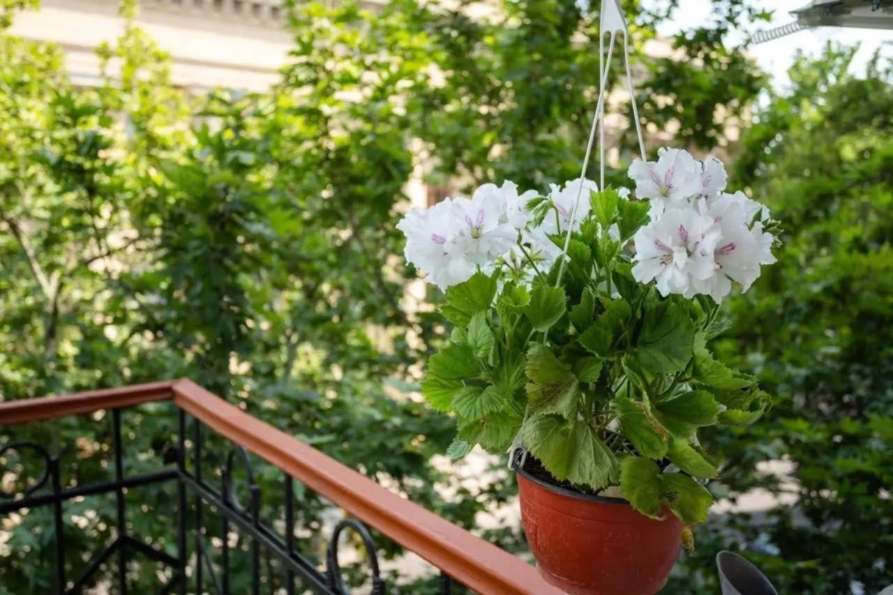 Foto - Elysium Hotel