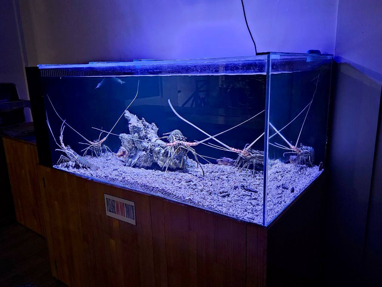 Foto - PERLA Dhangethi