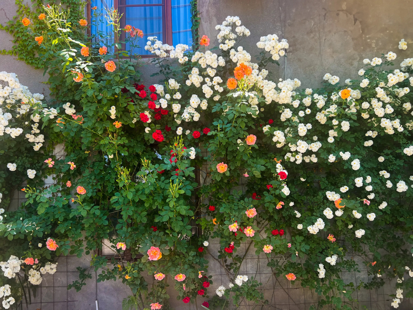 Foto - Hillside Guest House